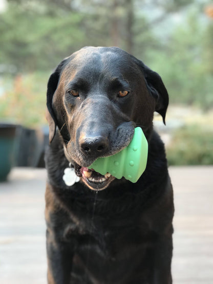 Dog holding a green toy in its mouth outdoors