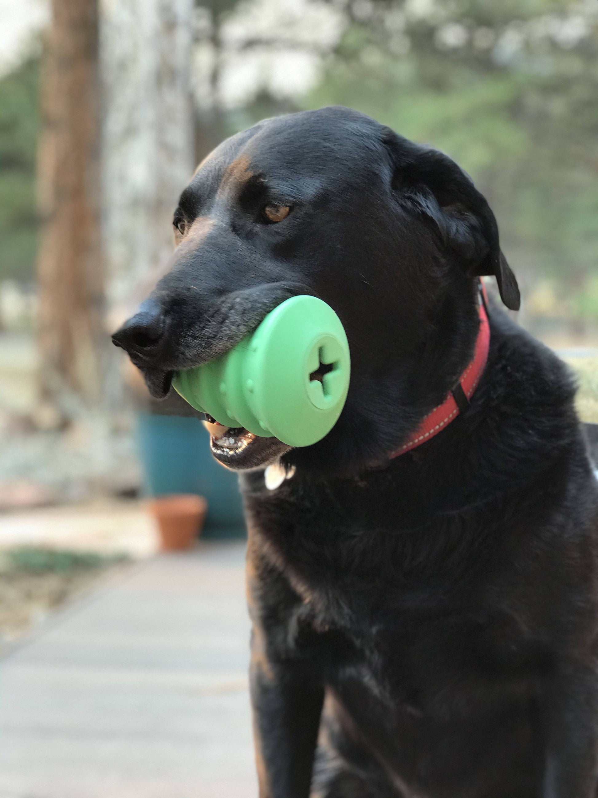 Dog holding a green toy in its mouth with a blurred outdoor background
