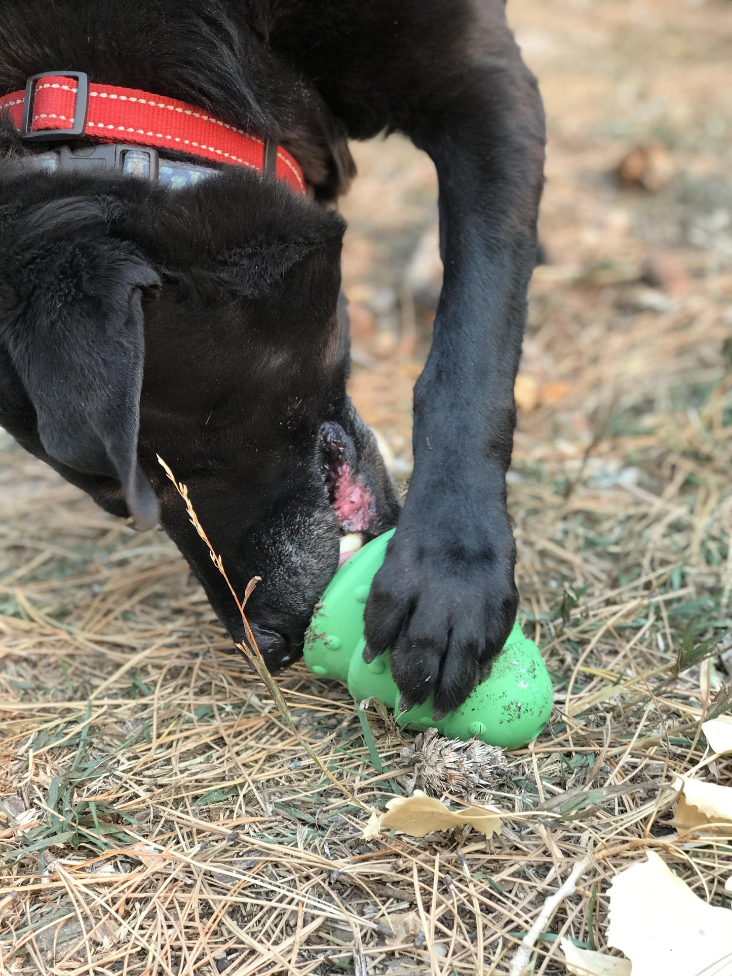 Black dog playing with a green toy on dry grass