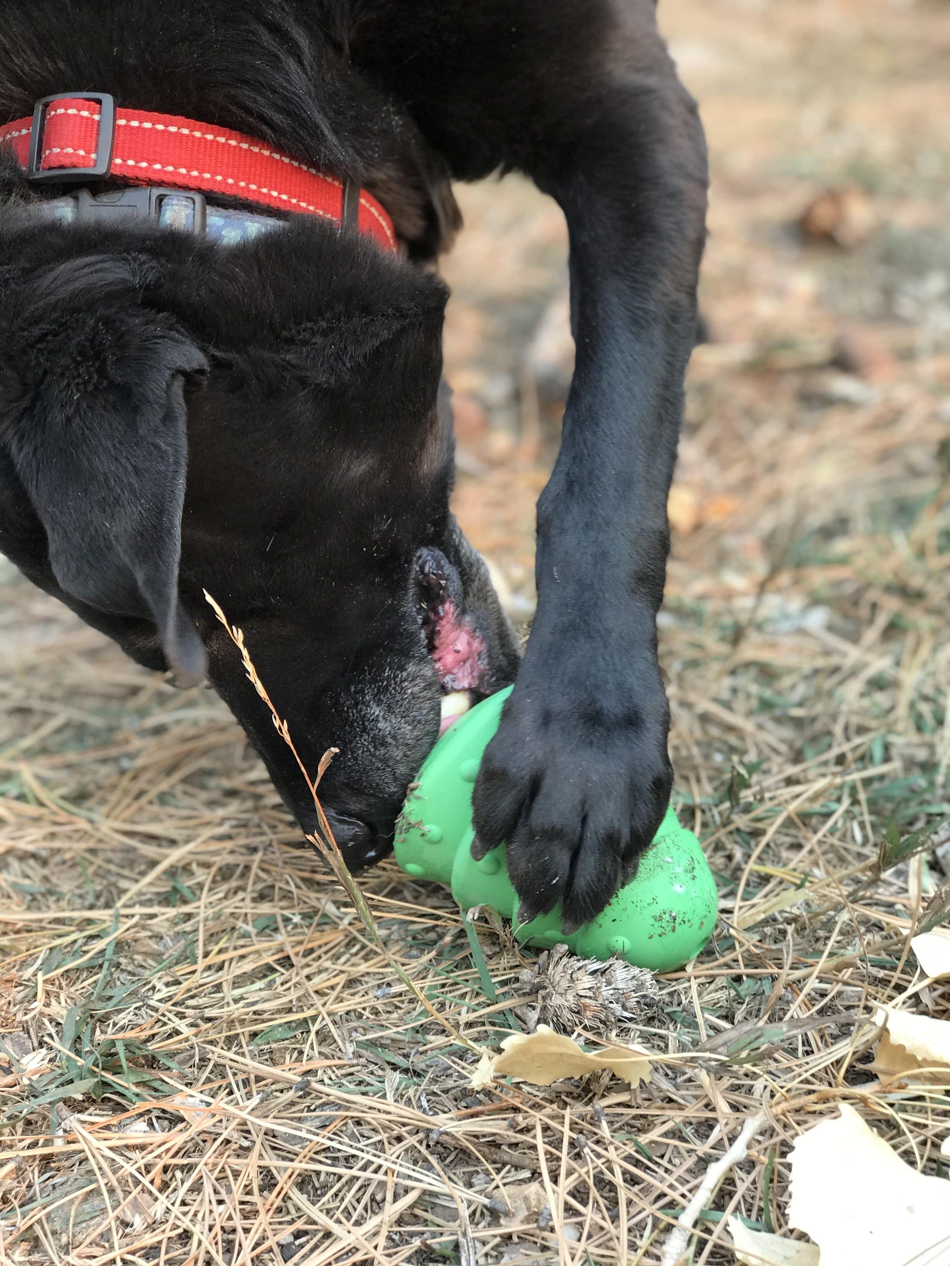 Black dog playing with a green toy on dry grass