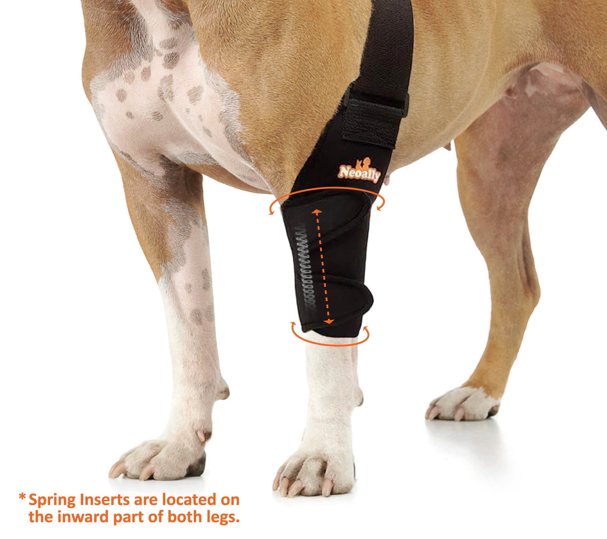 Dog wearing a black leg brace with orange accents on a white background
