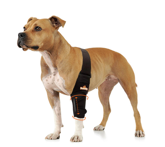 Dog wearing a black harness on a white background
