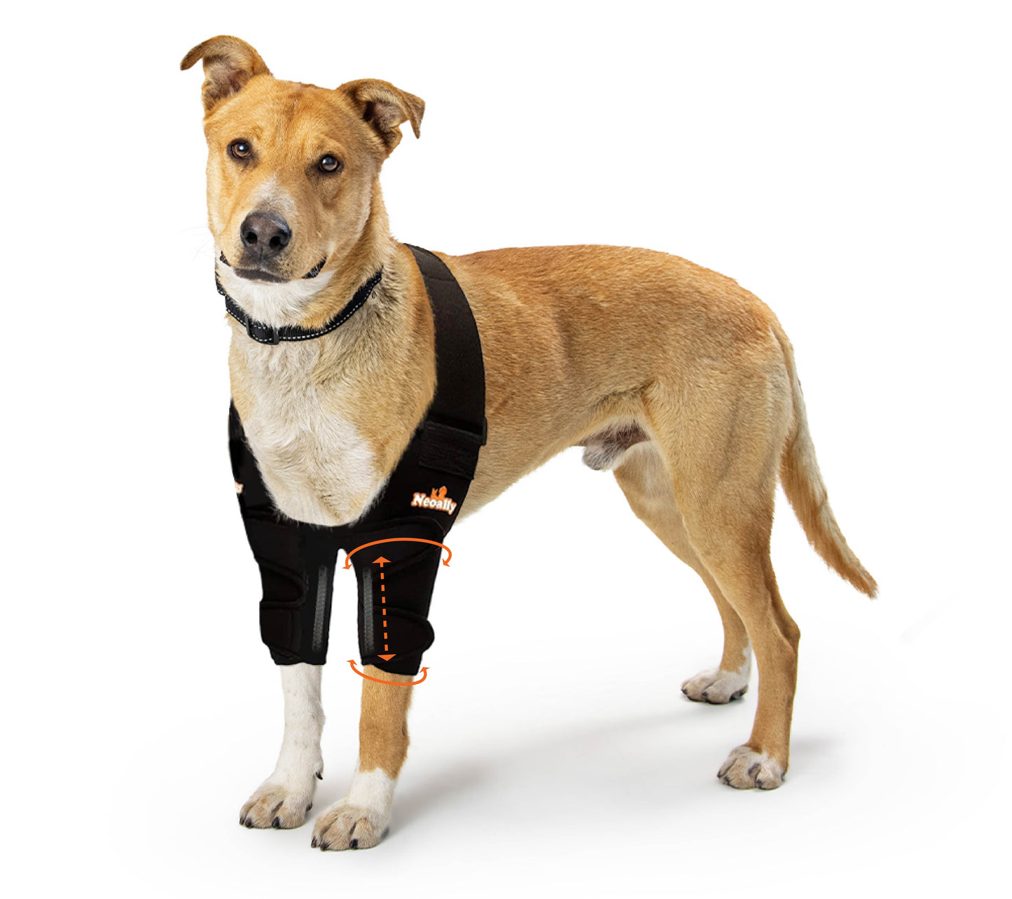 Dog wearing a black medical wrap on a white background