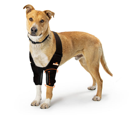 Dog wearing a black medical wrap on a white background