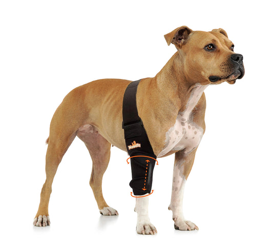Dog wearing a black knee brace on a white background