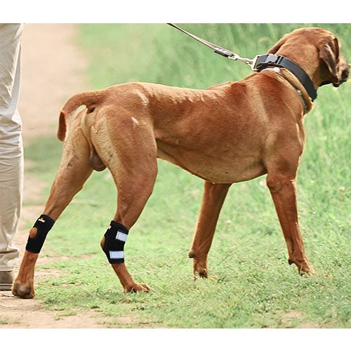 Dog wearing black bandages on its legs in a grassy outdoor setting