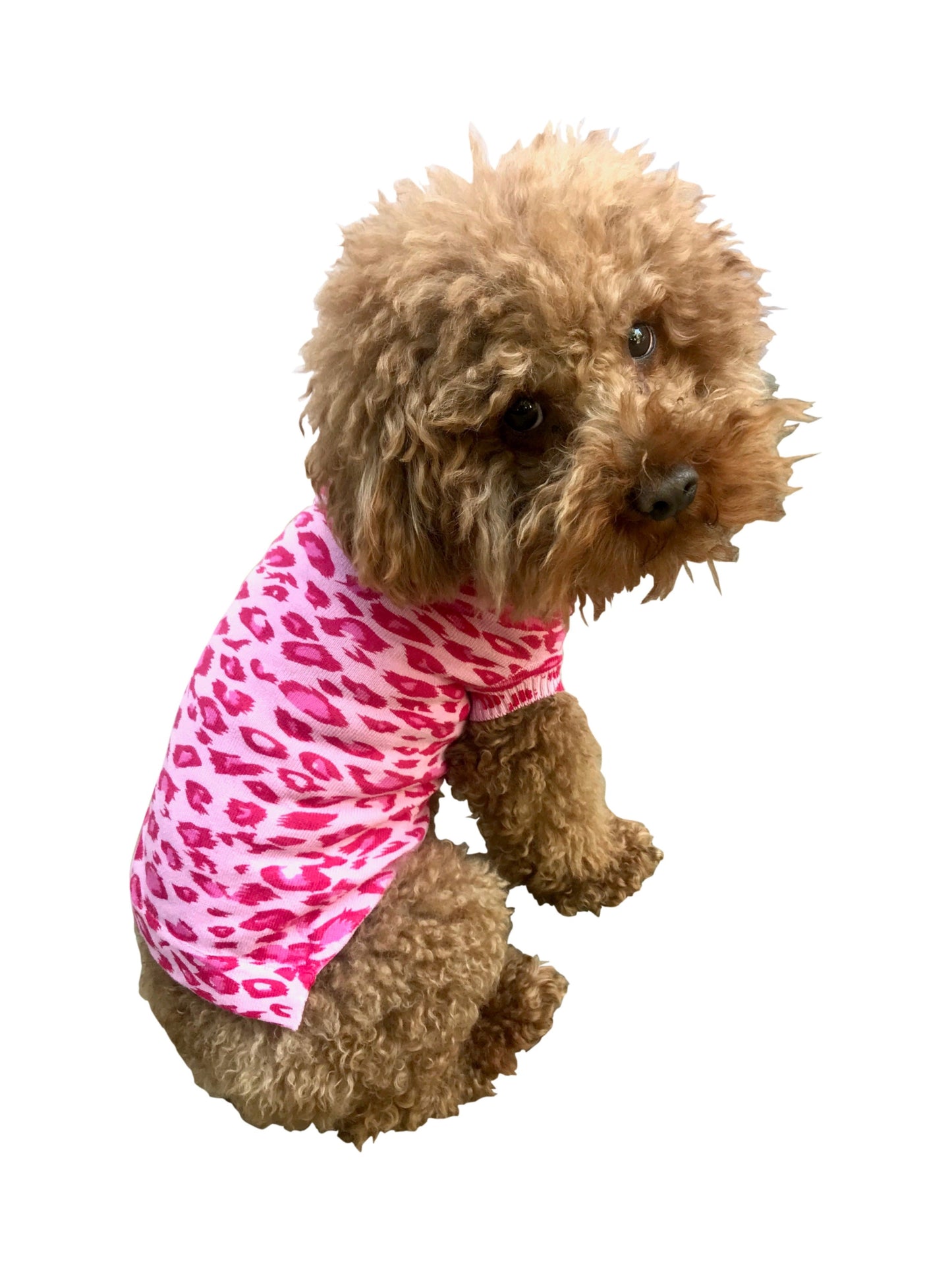 Small dog wearing a pink leopard print shirt on a white background