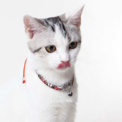 Cat with a colorful collar on a white background