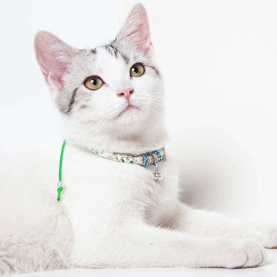 White cat with a colorful collar on a white background