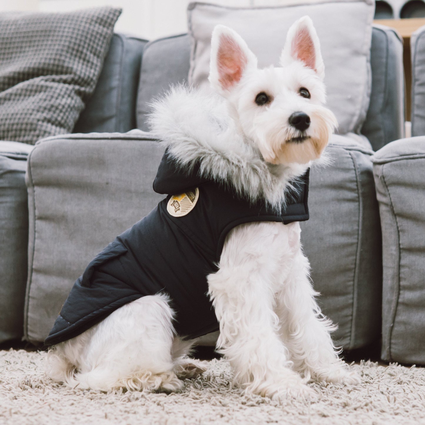White dog wearing a black coat with a fur-lined hood, sitting on a carpeted floor.