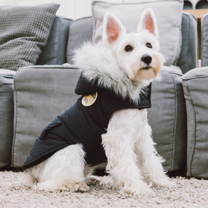 White dog wearing a black coat with a fur-lined hood, sitting on a carpeted floor.