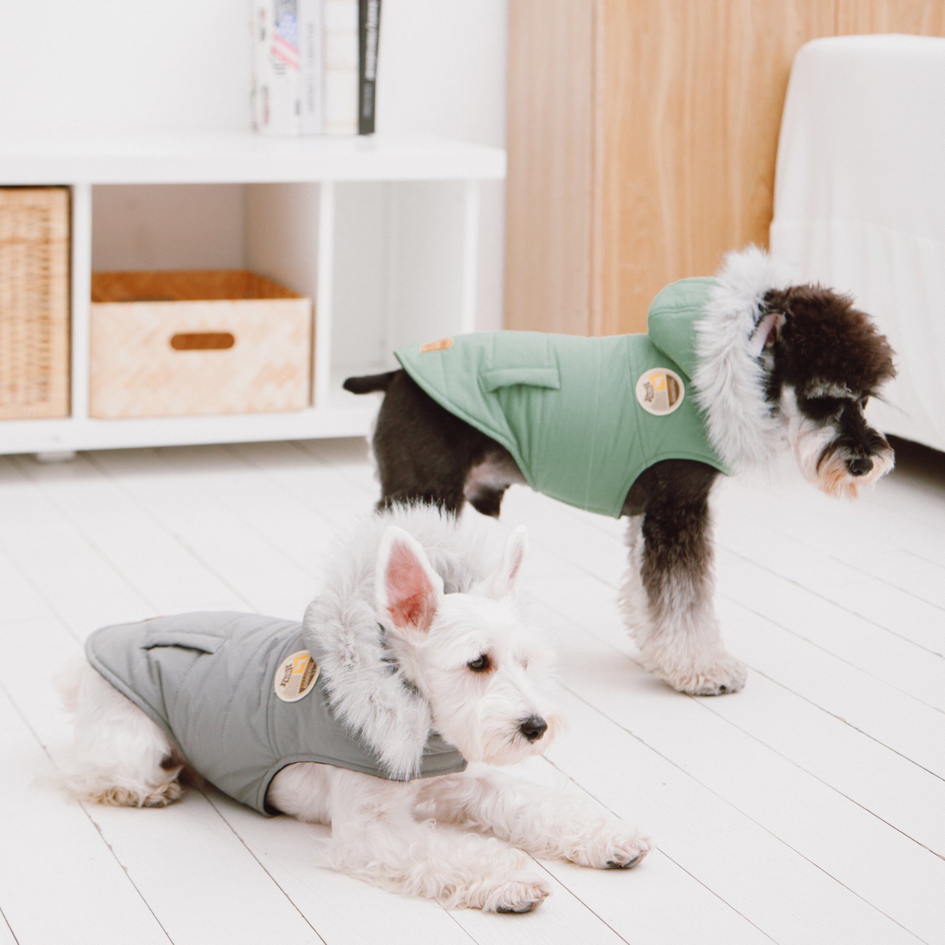 Two small dogs wearing green and gray coats on a light wooden floor.