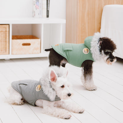 Two small dogs wearing green and gray coats on a light wooden floor.
