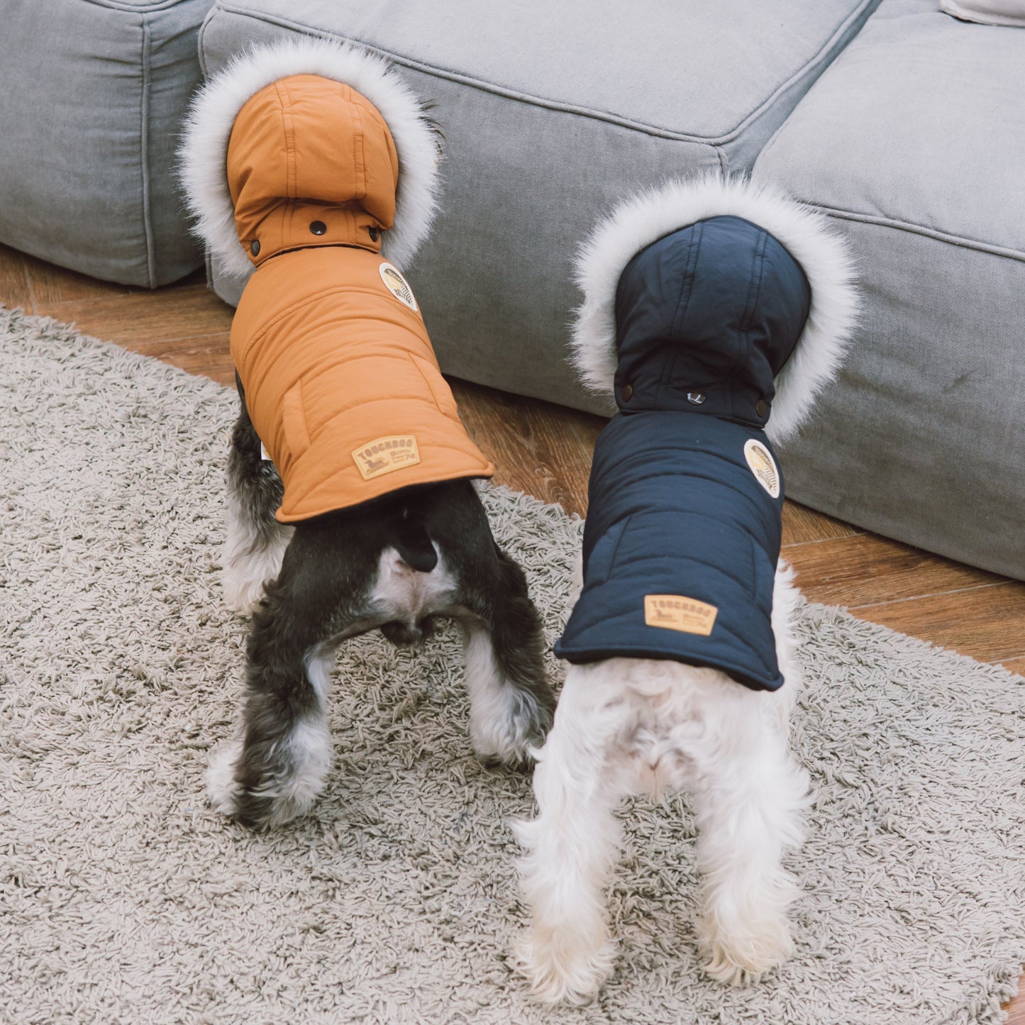 Two dogs wearing quilted jackets on a carpeted floor.