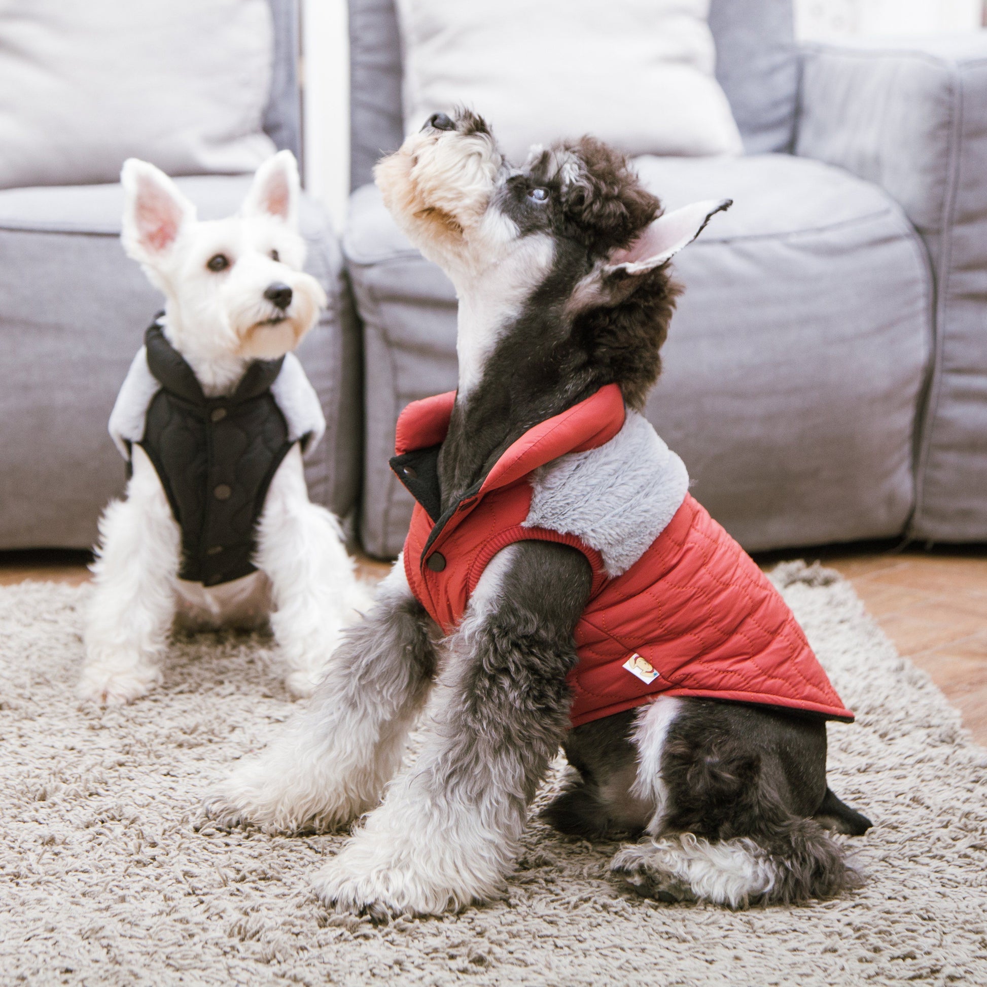 Two dogs wearing small puffer jackets in a living room setting.