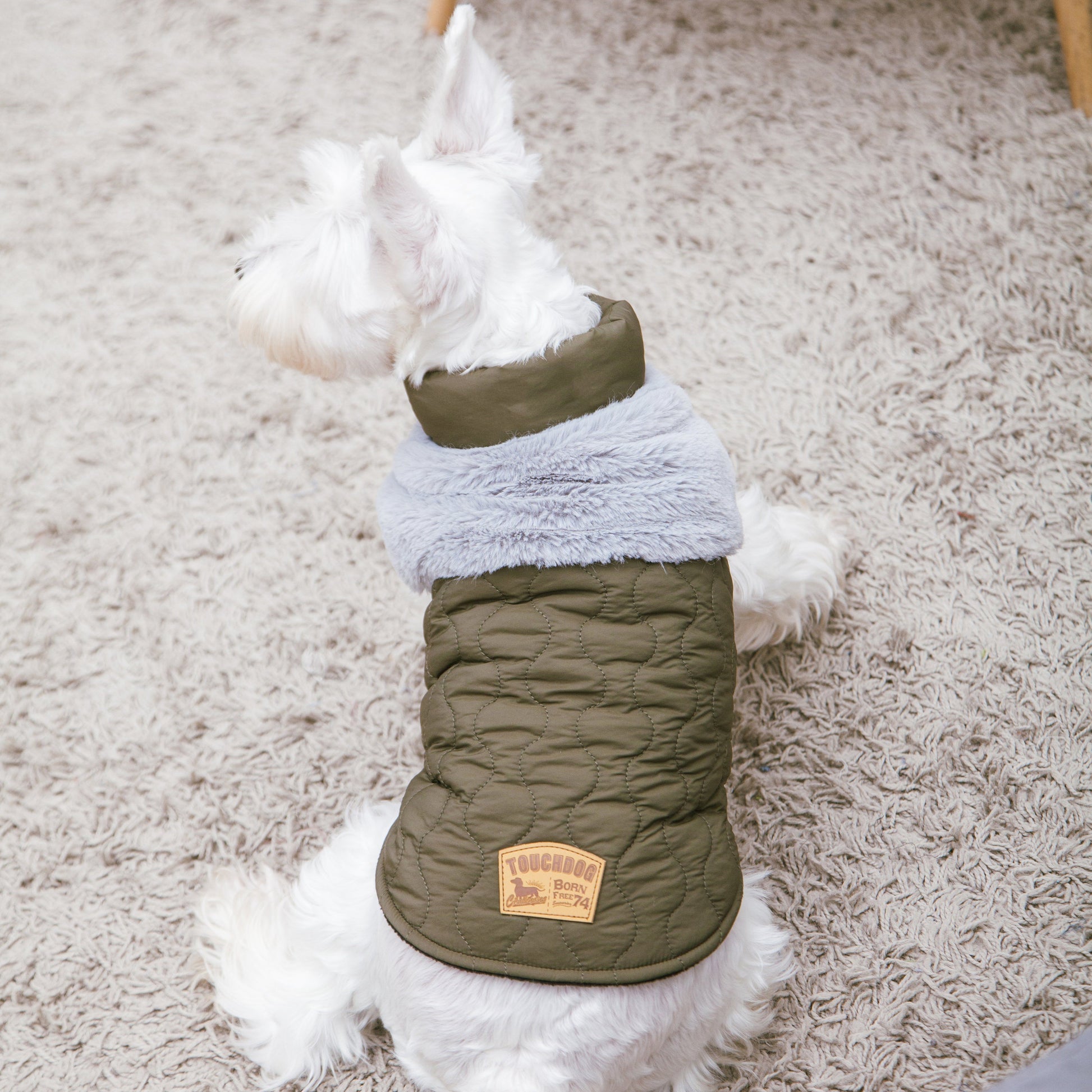 Small white dog wearing a green quilted dog coat on a carpeted floor