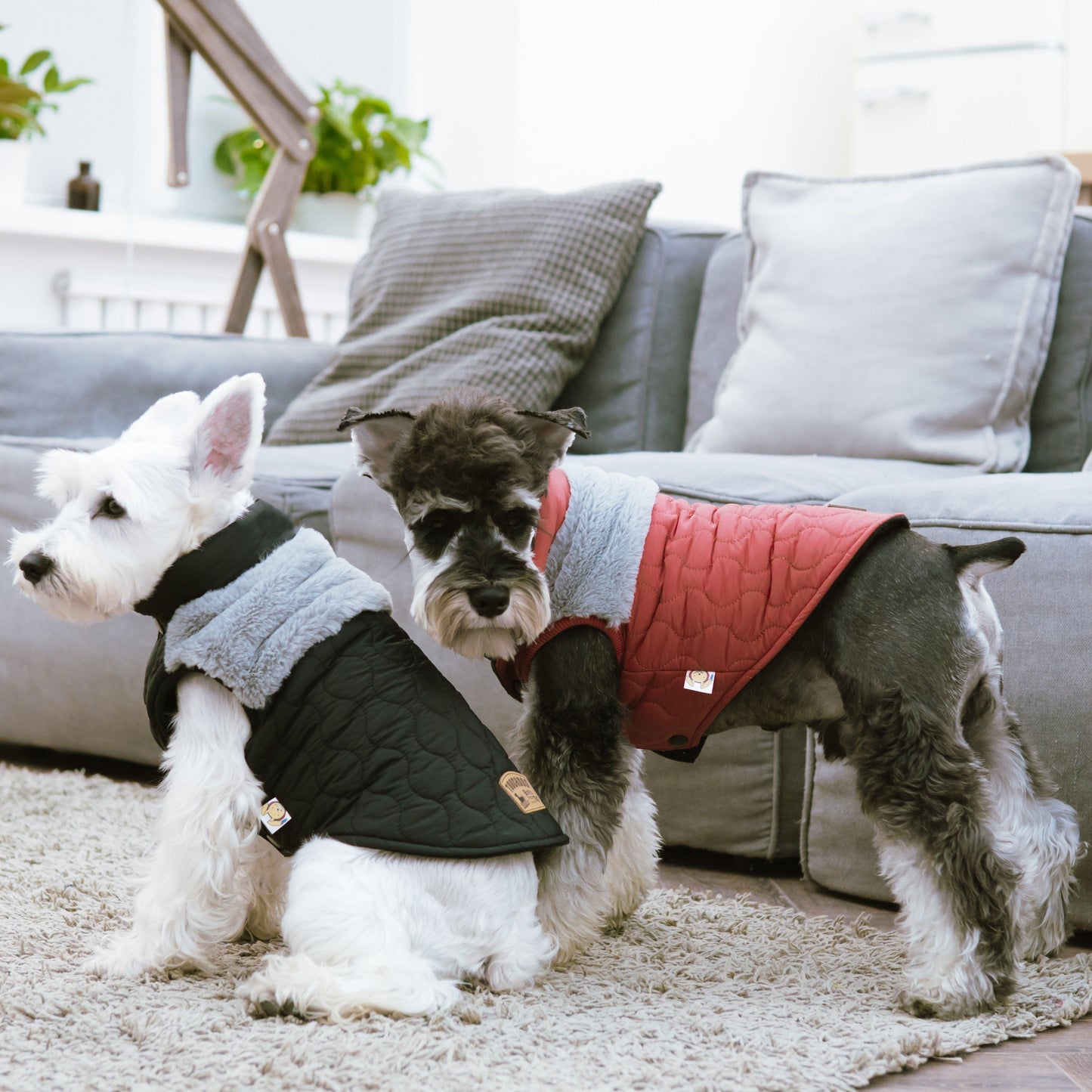 Two dogs wearing quilted jackets in a living room setting