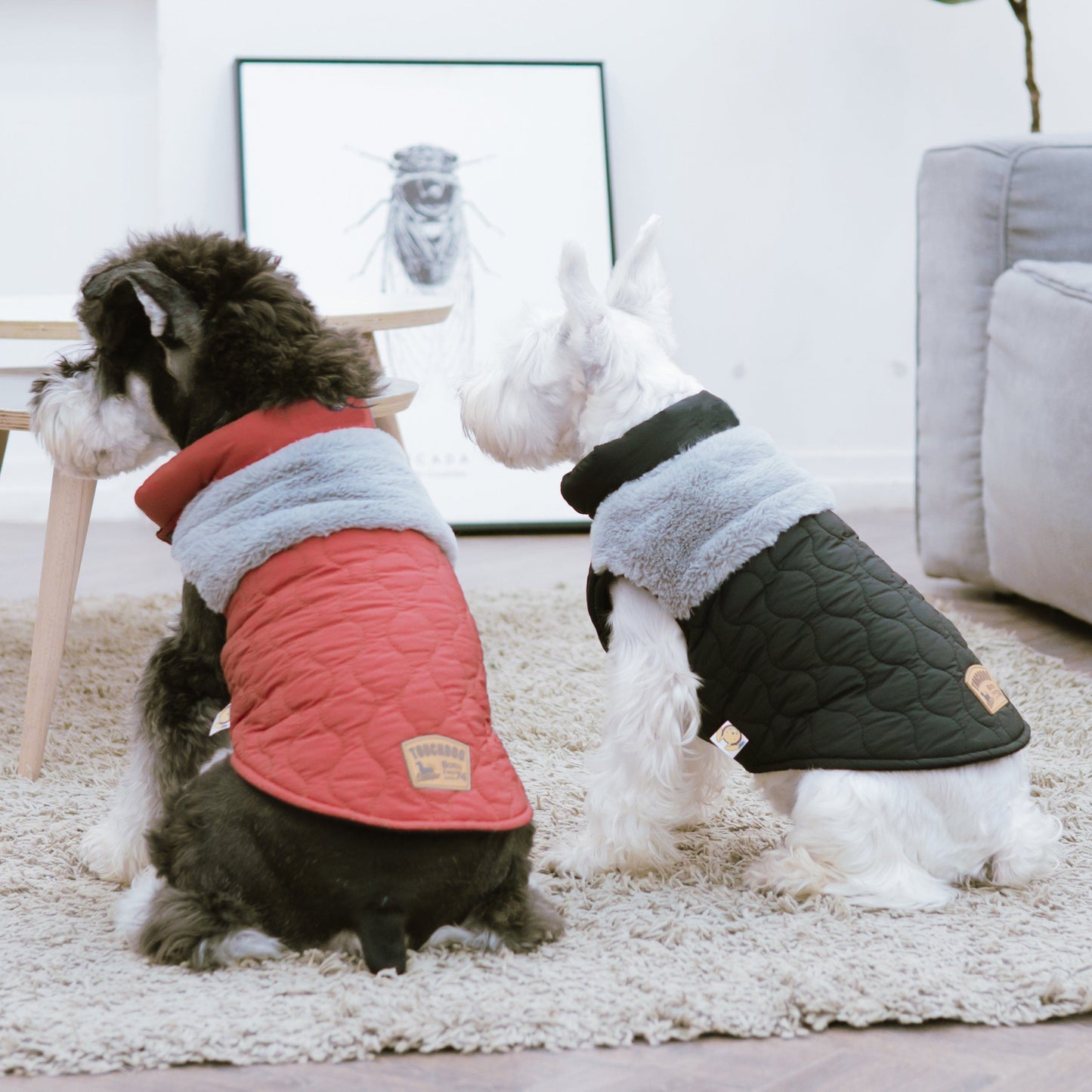 Two dogs wearing quilted jackets in a living room setting.