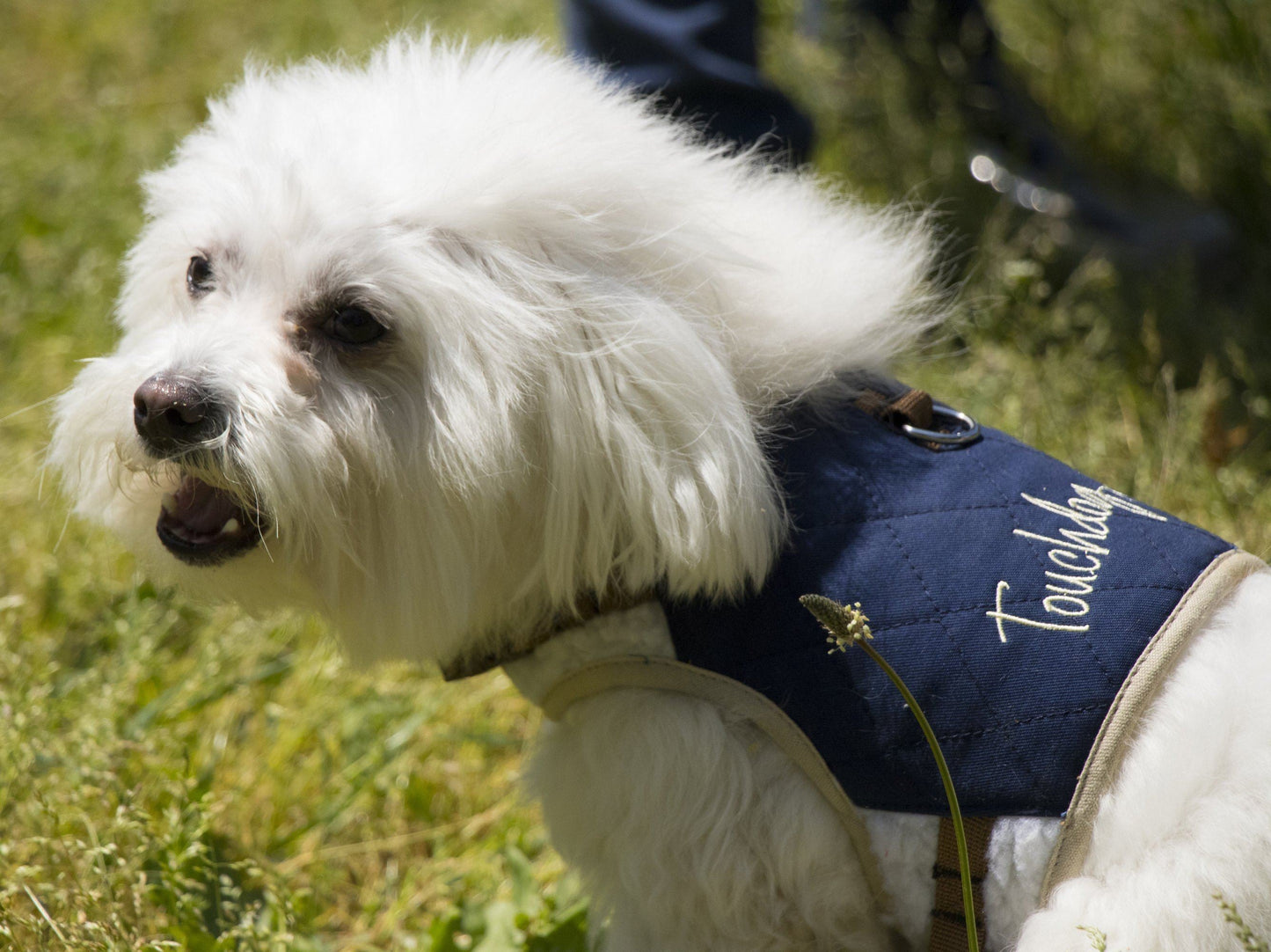 White dog wearing a blue jacket with 'Touchdog' branding outdoors on grass