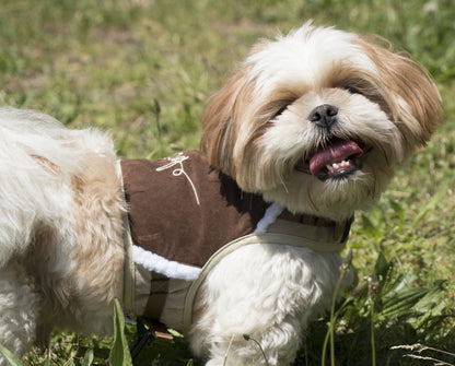 Small dog wearing a brown coat standing on grass