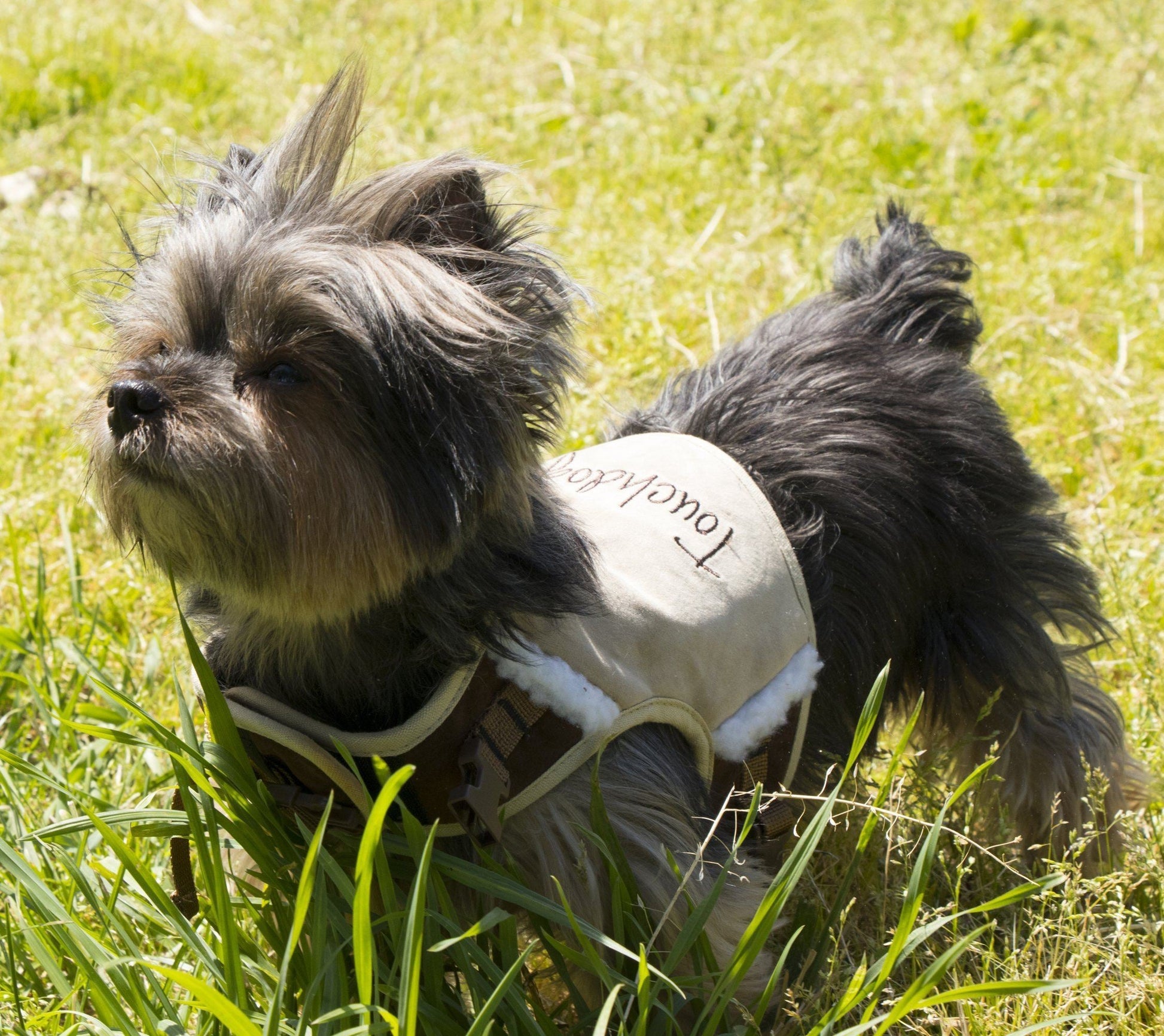 Small dog wearing a white coat with text, standing on grass