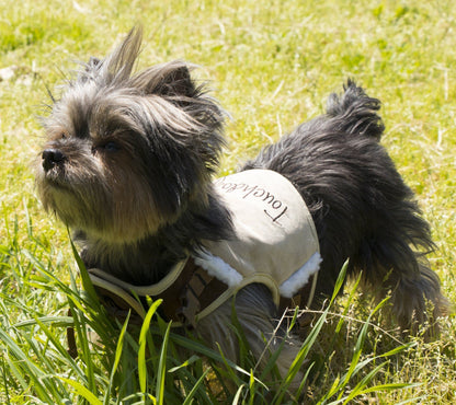 Small dog wearing a white coat with text, standing on grass