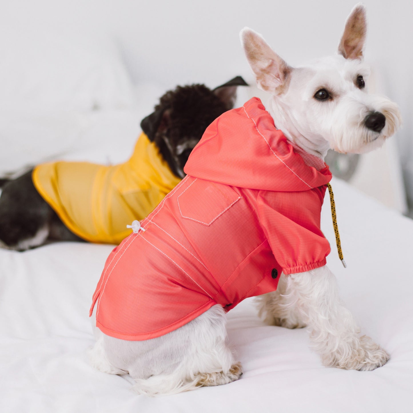 Dog wearing a red coat in the snow