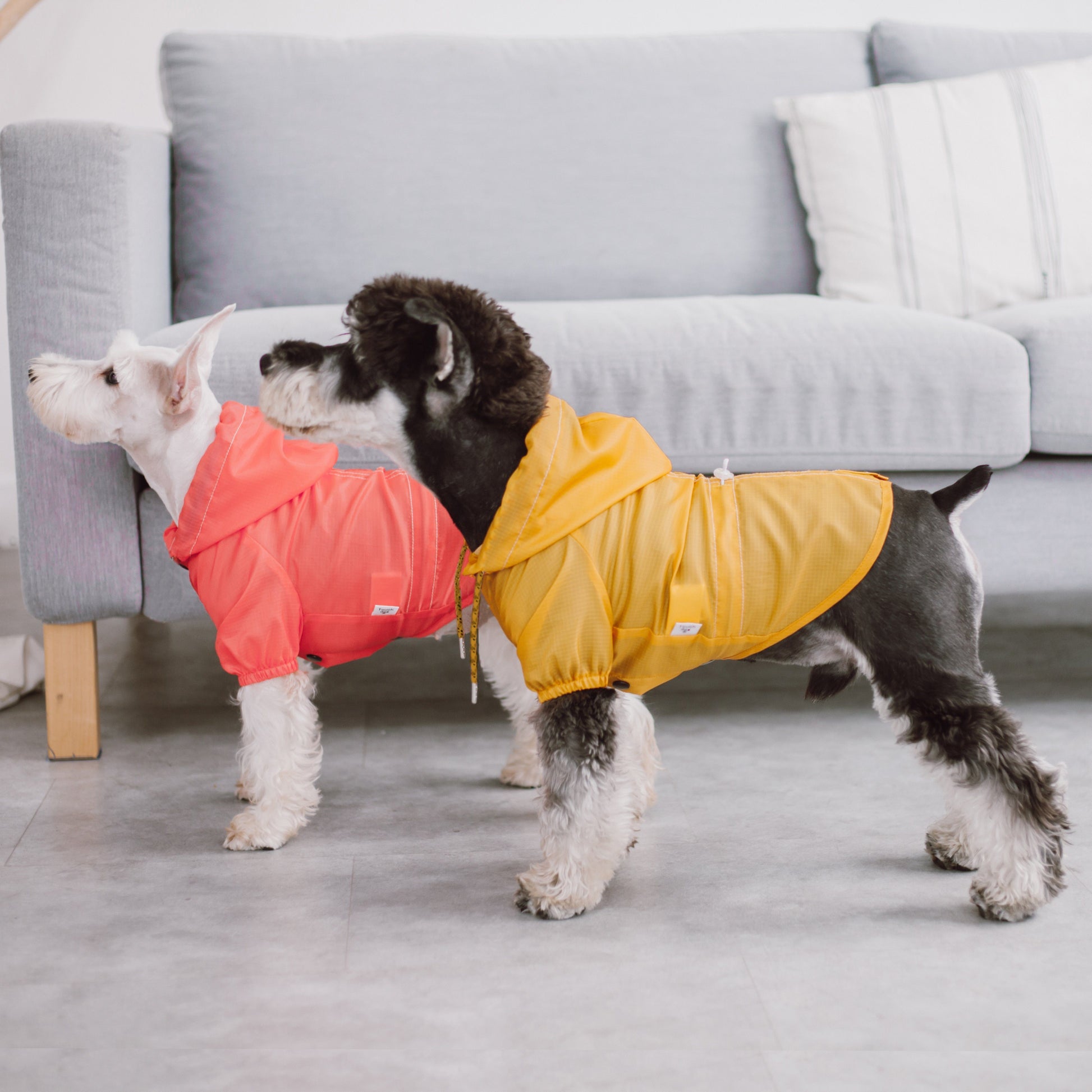 Two dogs wearing colorful raincoats standing in a living room.