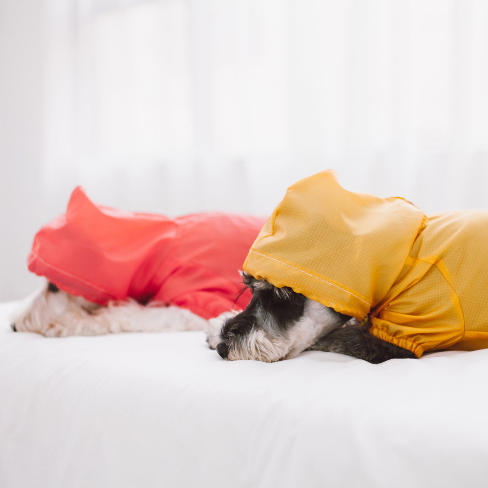 Two dogs wearing colorful raincoats lying on a white surface.