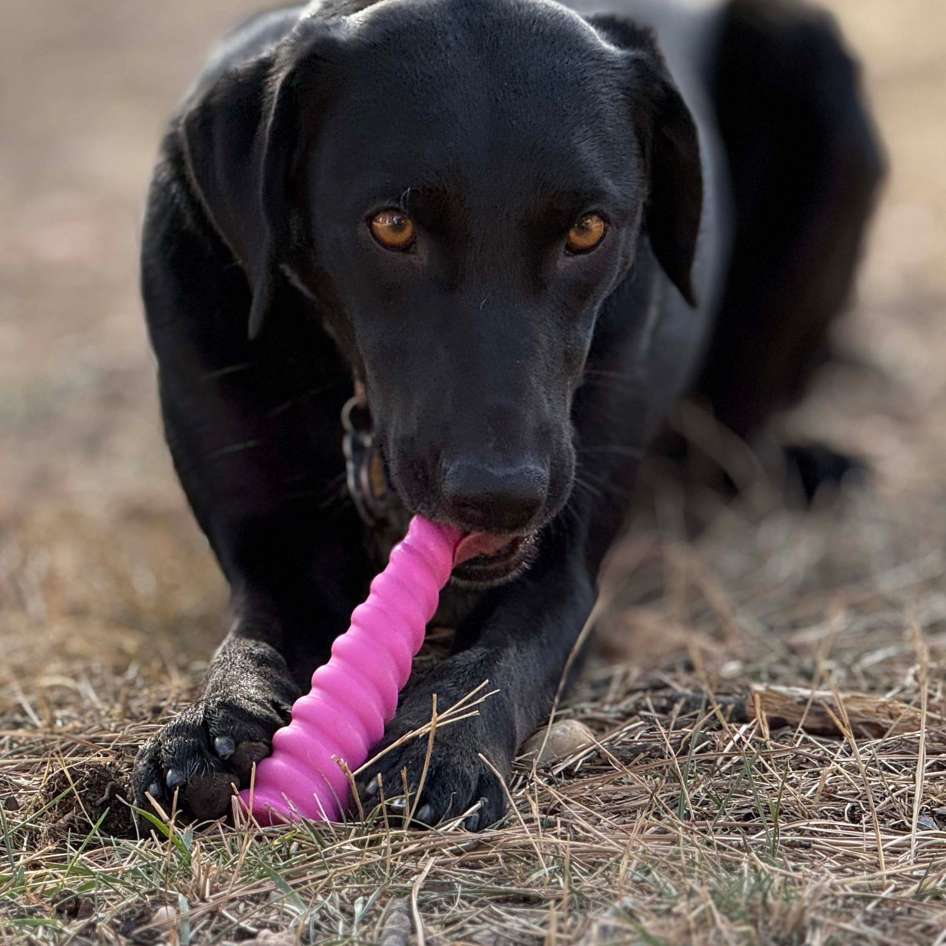 Black dog playing with a pink toy in a grassy field