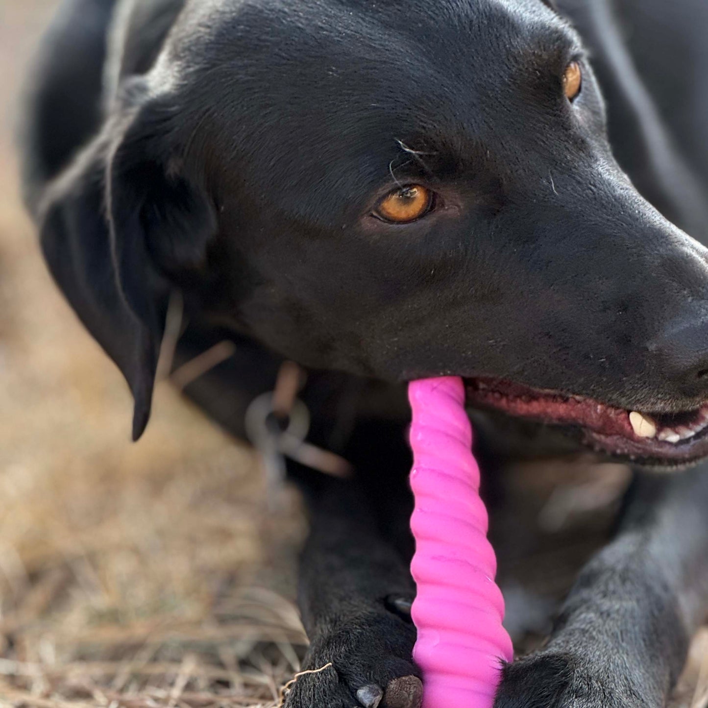 Black dog with a pink chew toy in a natural setting