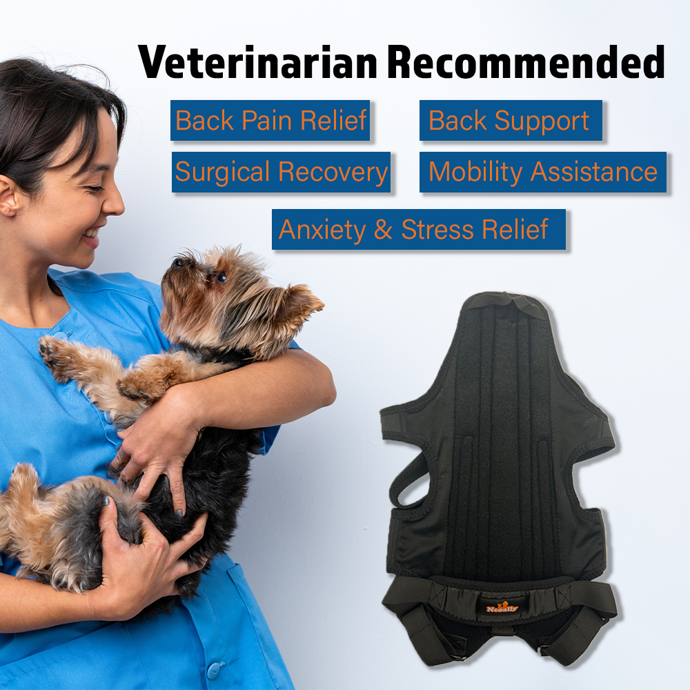 Woman holding a small dog next to a black pet back support vest with text about its benefits.