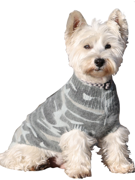 Small white dog wearing a gray sweater on a white background