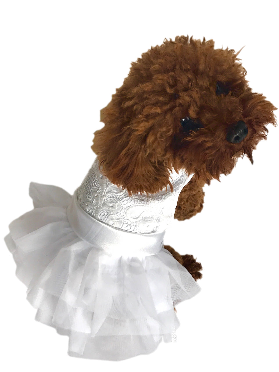 Brown dog wearing a white dress on a white background