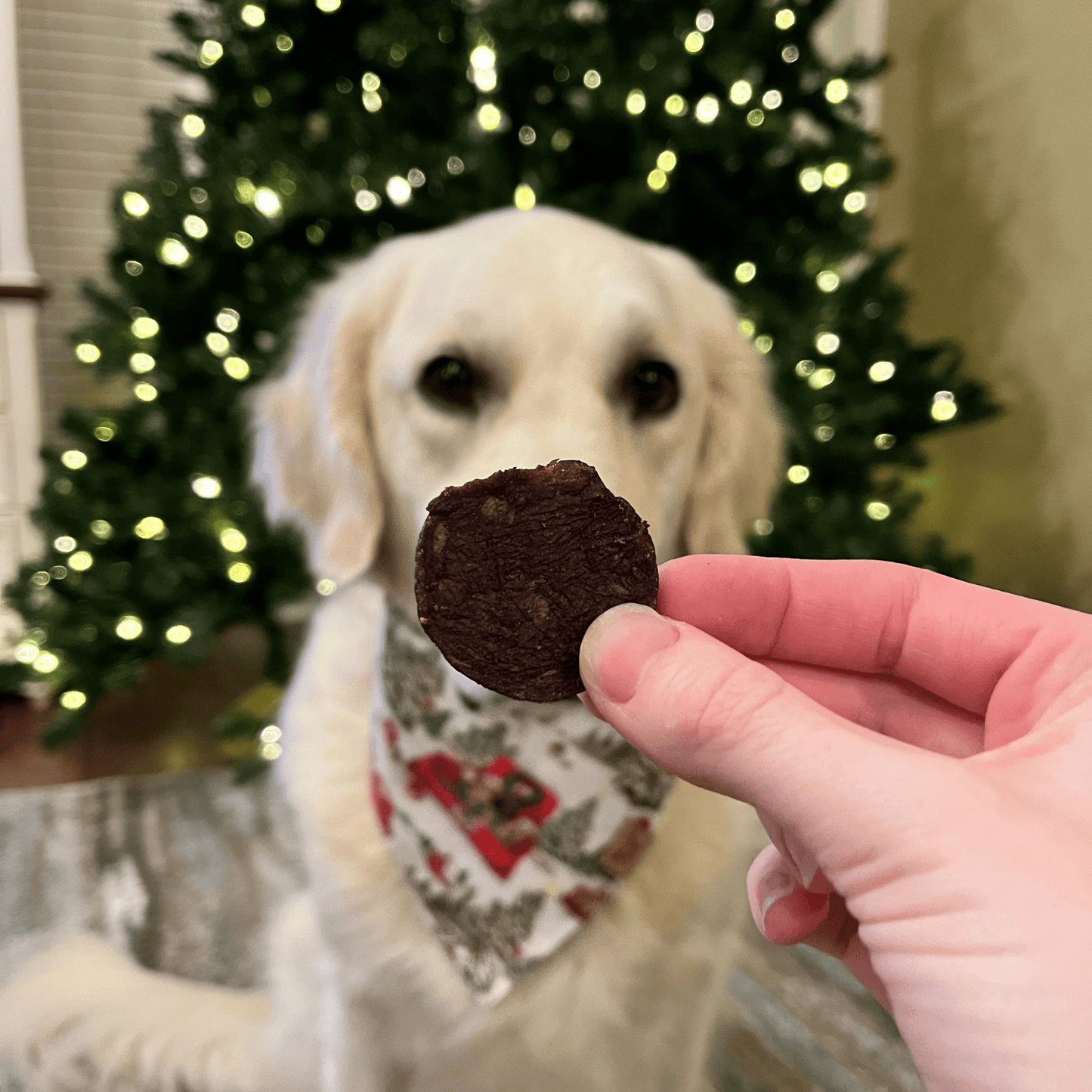 Elk The Halls Antler Chew & Dog Treat Box