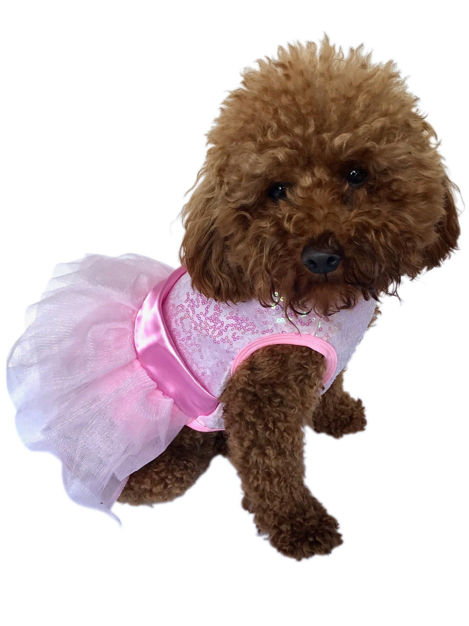 Dog wearing a pink and white dress on a white background